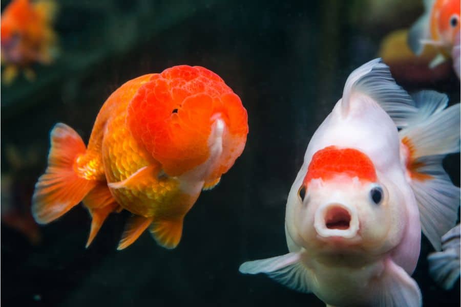 Best Tankmates for Oranda Goldfish