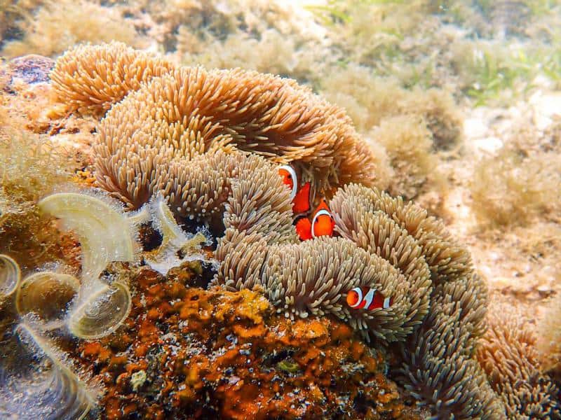 Clownfish finding food in Sea Anemones