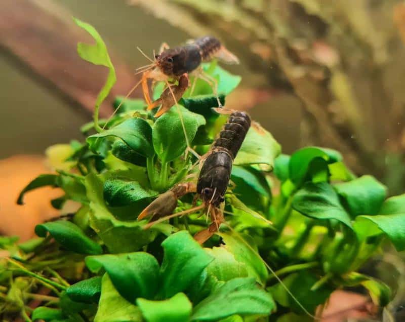 Crayfish is finding food