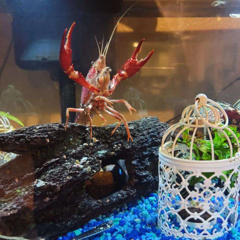 Crayfish is getting Foods