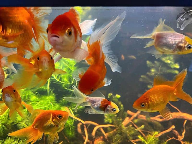 Fantail Goldfish with tankmates