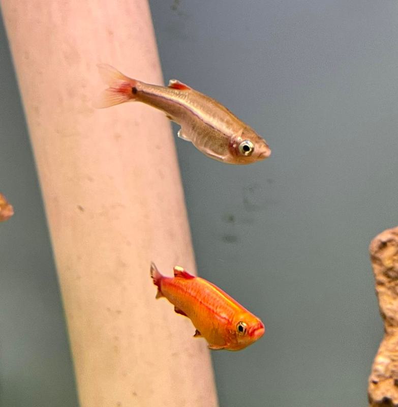 Gold and normal white cloud minnows