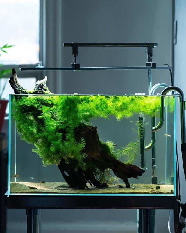 Hornwort in a fish tank