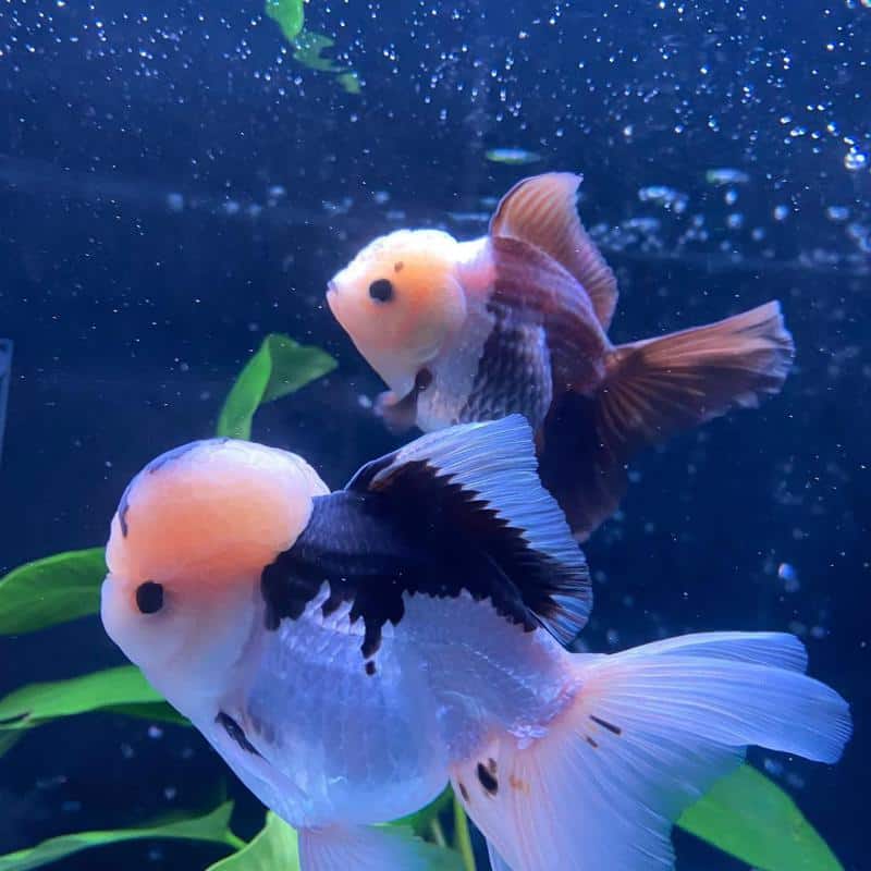 Panda Oranda Goldfish