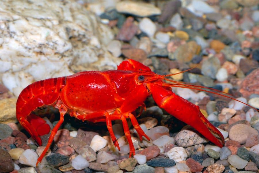 What do Crayfish Eat
