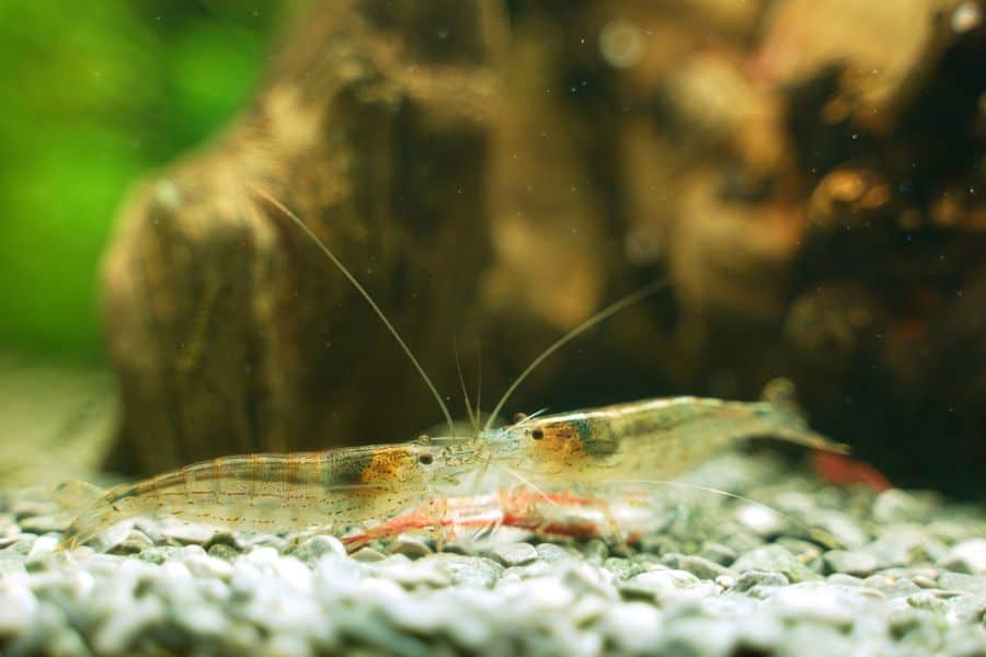 Amano Shrimp eating dead fish