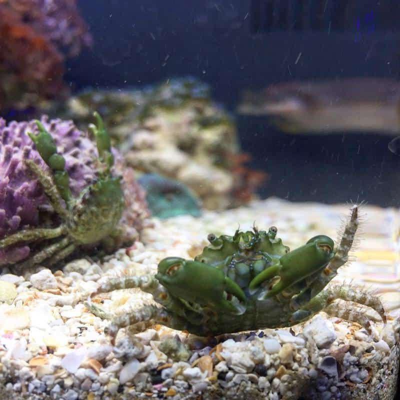 Emerald crabs 2