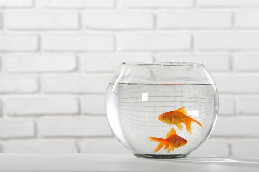 Goldfish in A Bowl