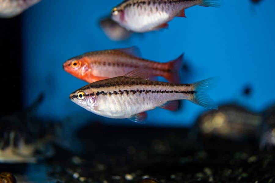 Males and Females Cherry Barbs