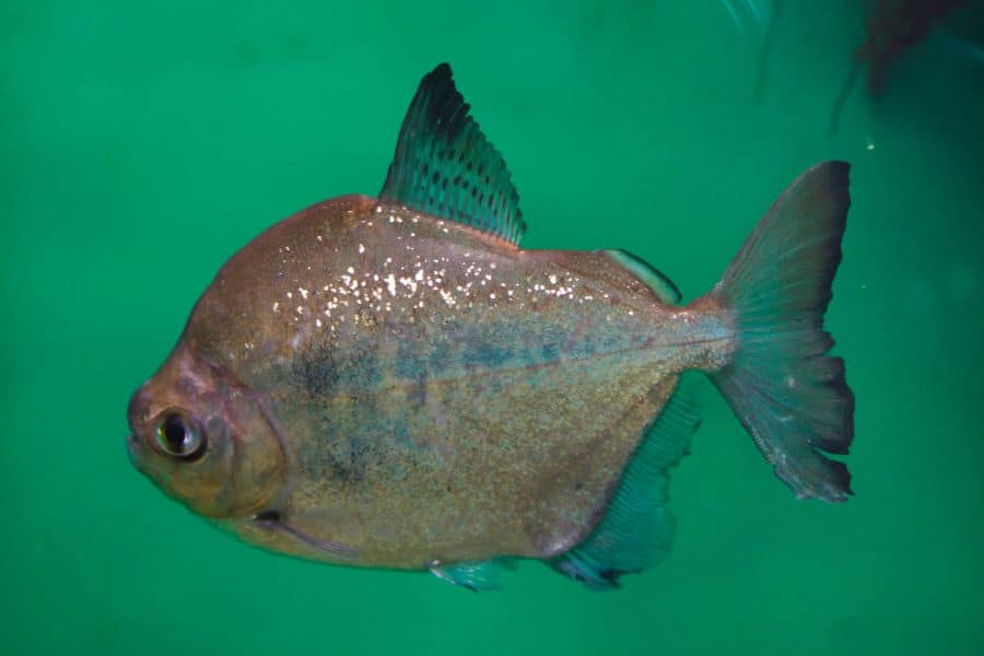 Metynnis Argenteus（Silver Dollar Fish）