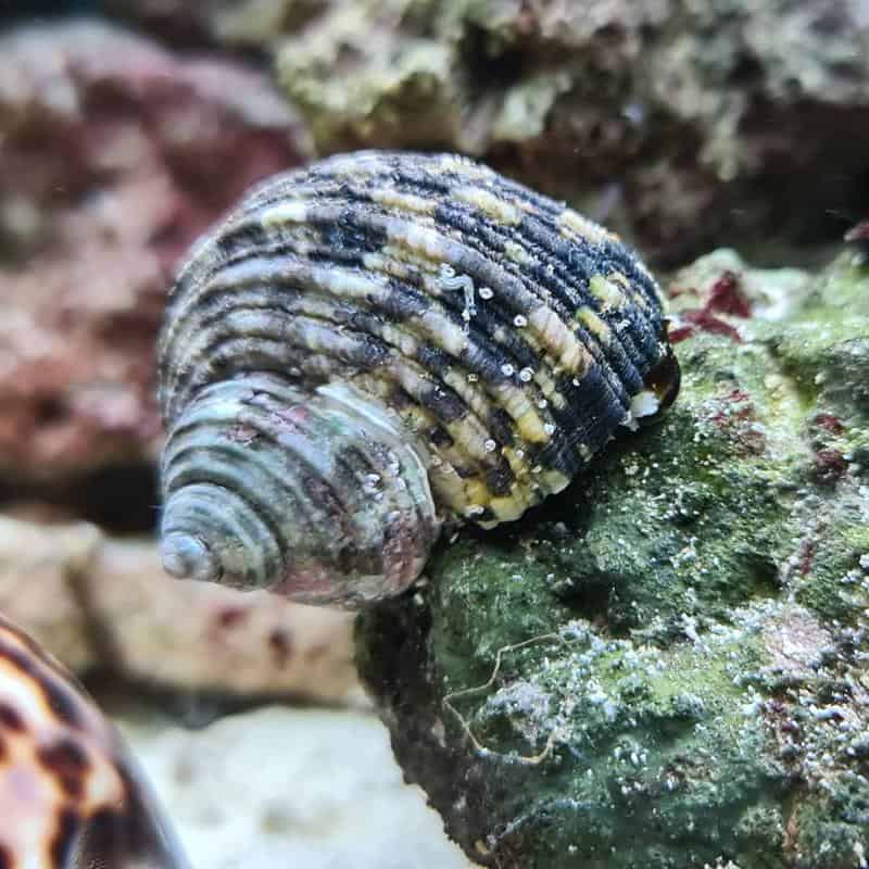 Mexican Turbo Snail