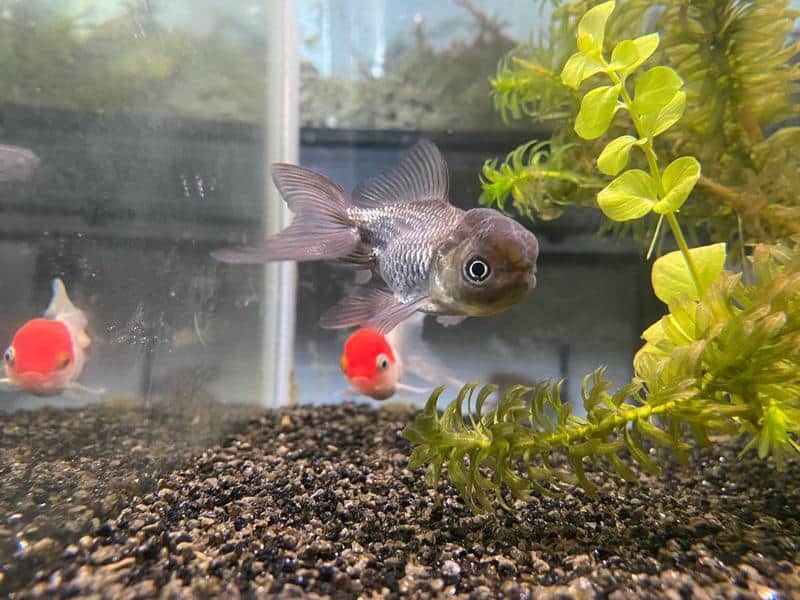 Planted Goldfish Tank