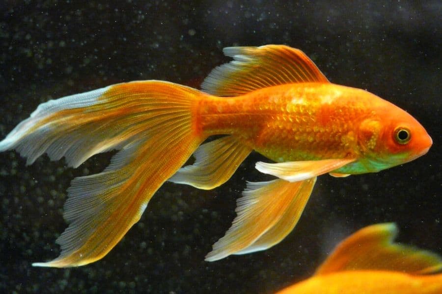 Veiltail Goldfish