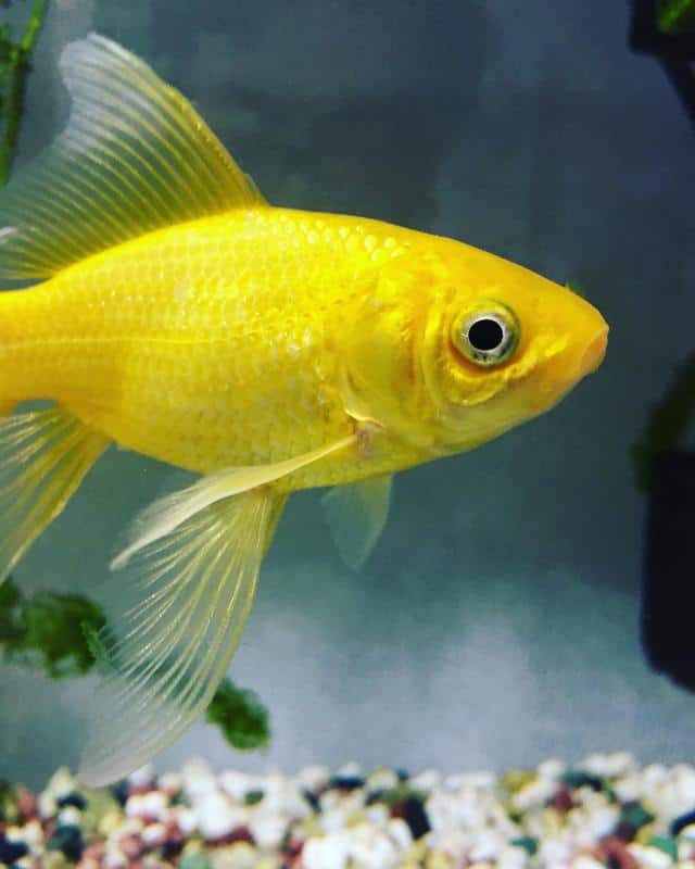Yellow Comet Goldfish