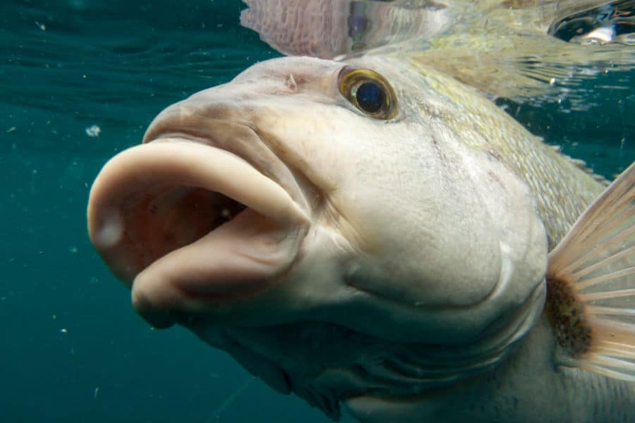 fish with big lips