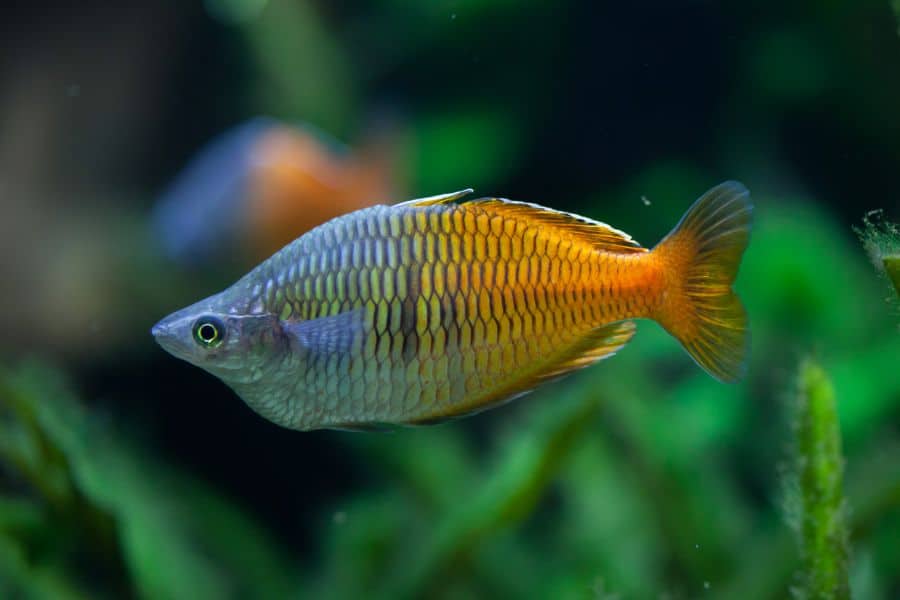 Boesemani Rainbowfish