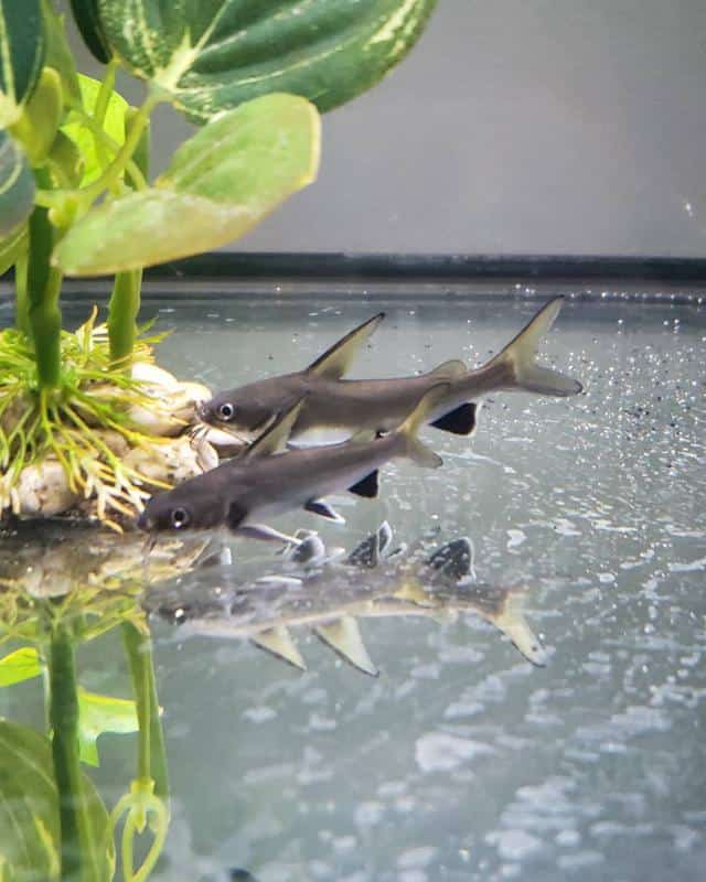 Columbian Shark in Tank