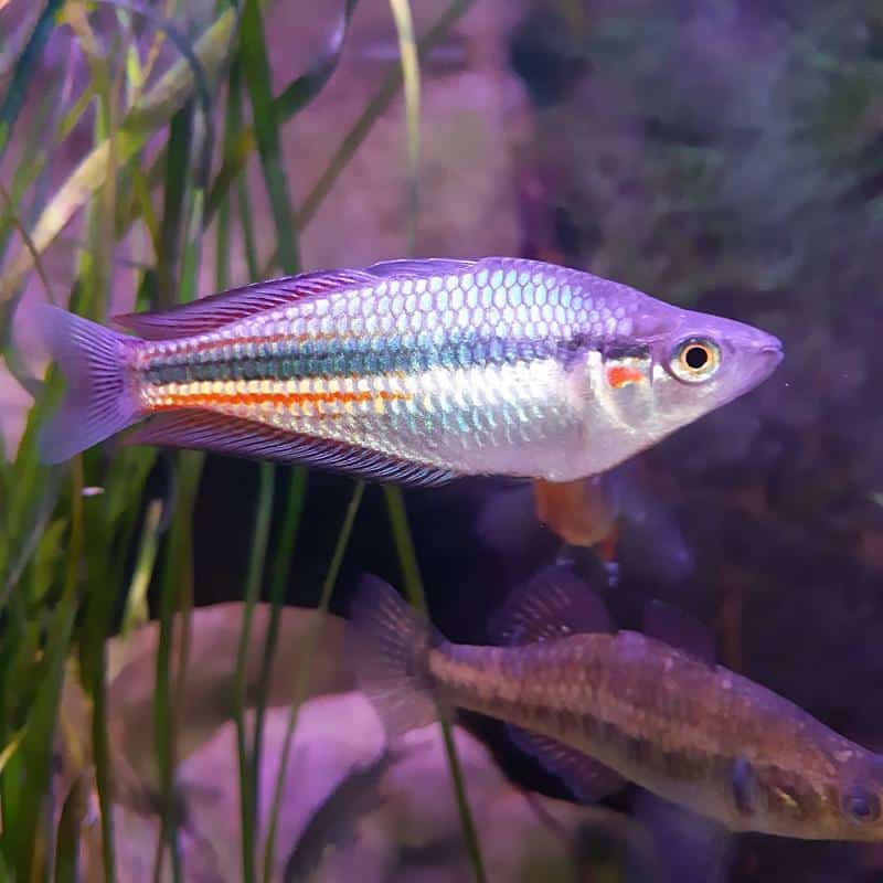 Crimson-Spotted Rainbowfish