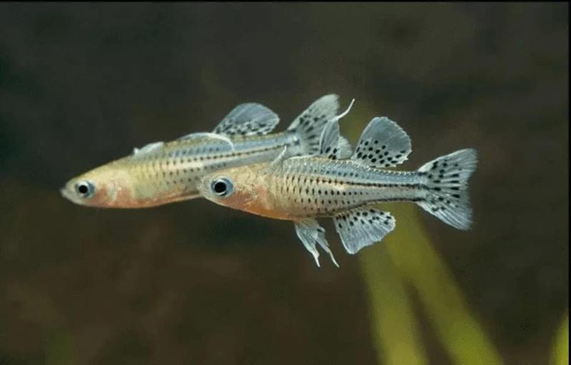 Gertrude’s Spotted Blue-Eye Rainbowfish