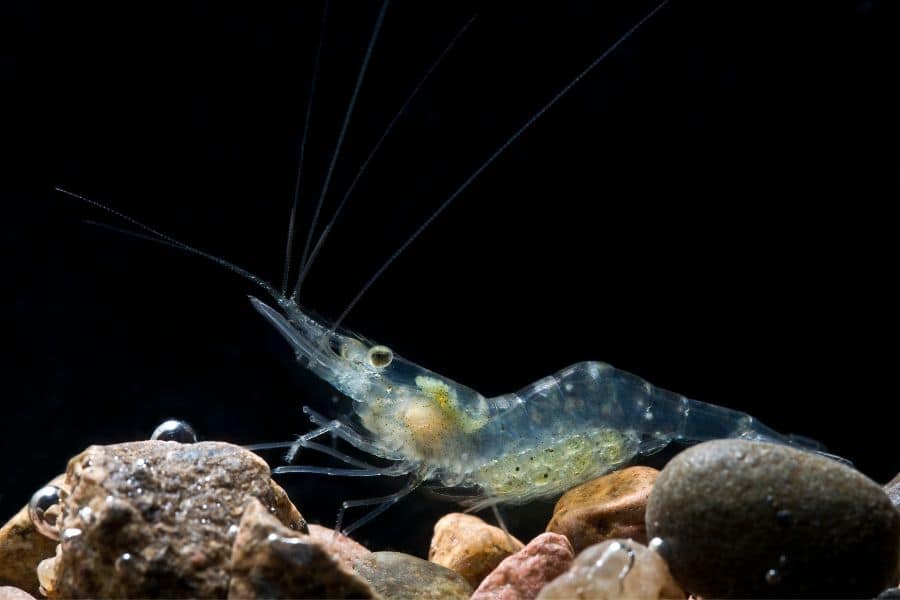 ghost shrimp (glass shrimp)