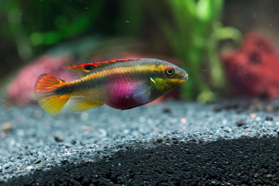 Female Kribensis (Pelvicachromis kribensis)