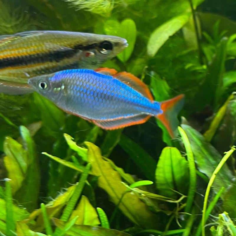 Neon Rainbowfish Tank Mates