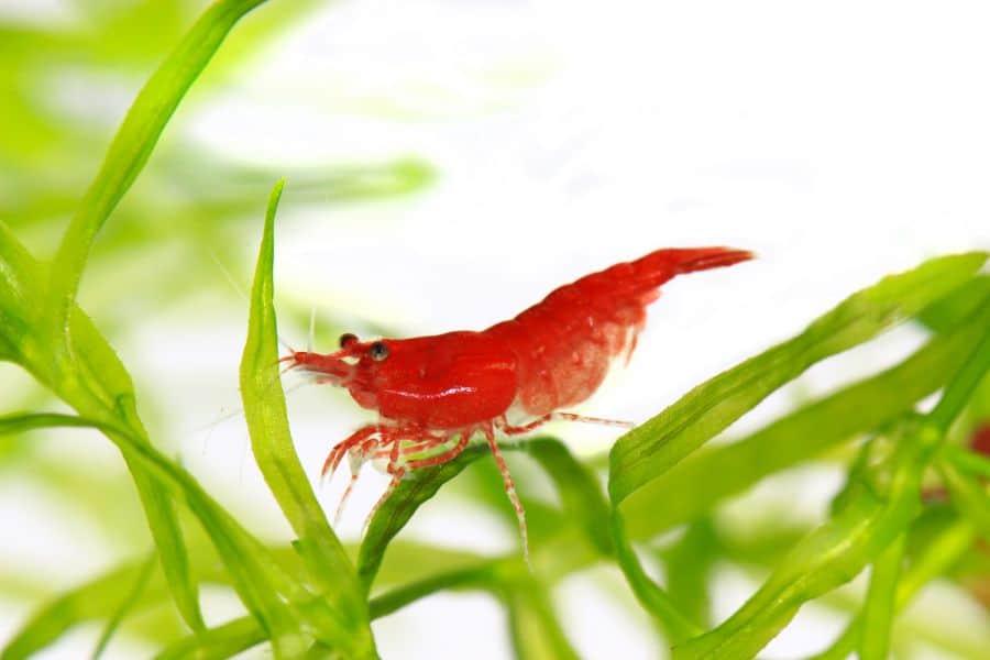Types of Aquarium Shrimp