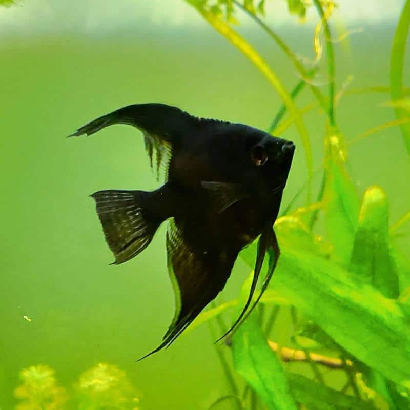 Black Raven Angelfish
