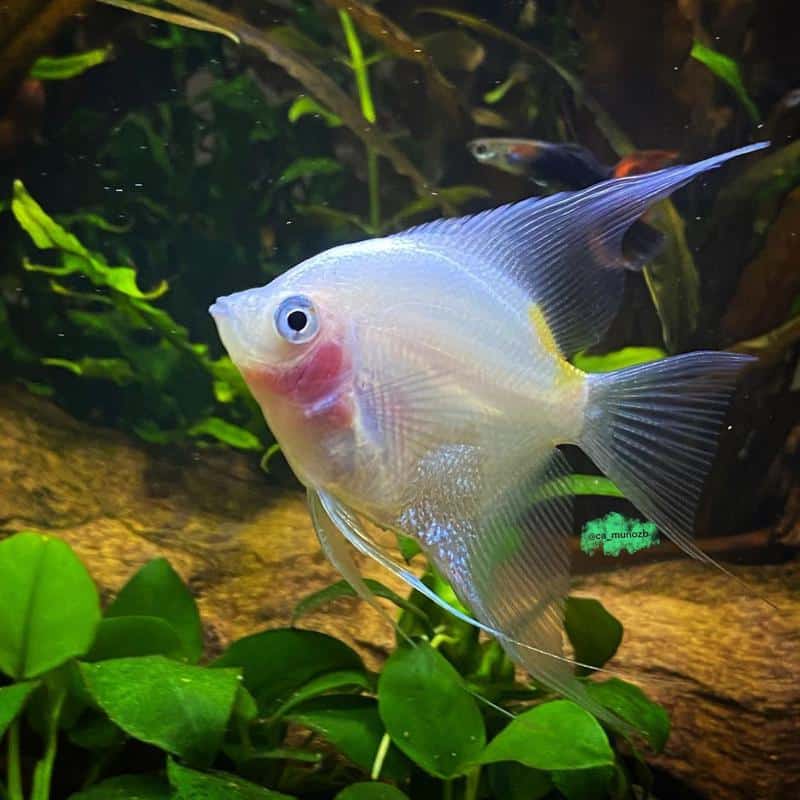 Blushing Angelfish