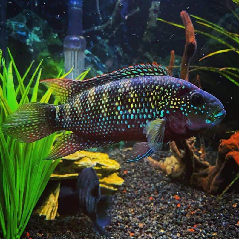 Electric Blue Jack Dempsey in Tank