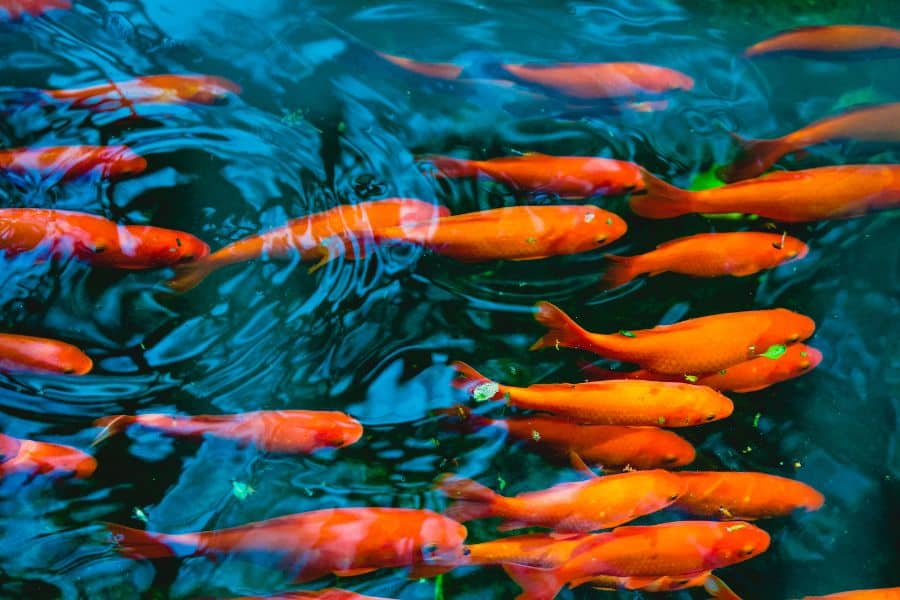Goldfish in pond
