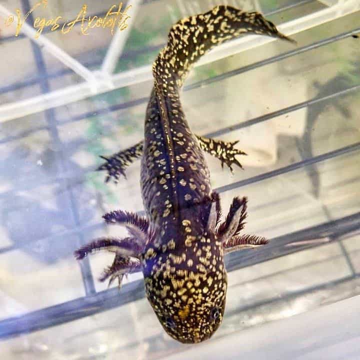 Heavily-Marked Melanoid Axolotl