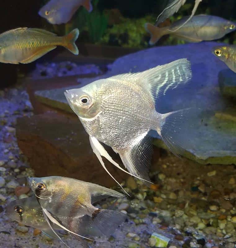 Pearlscale Angelfish
