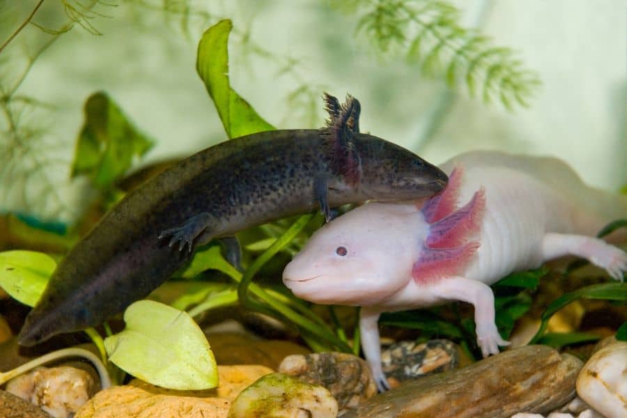 axolotl types