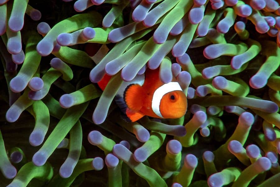 Fish in Finding Nemo
