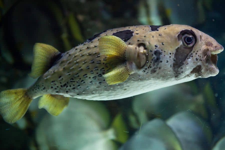 Porcupine Puffer(Diodon holocanthus)
