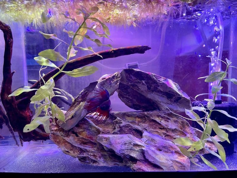 betta fish tank 1