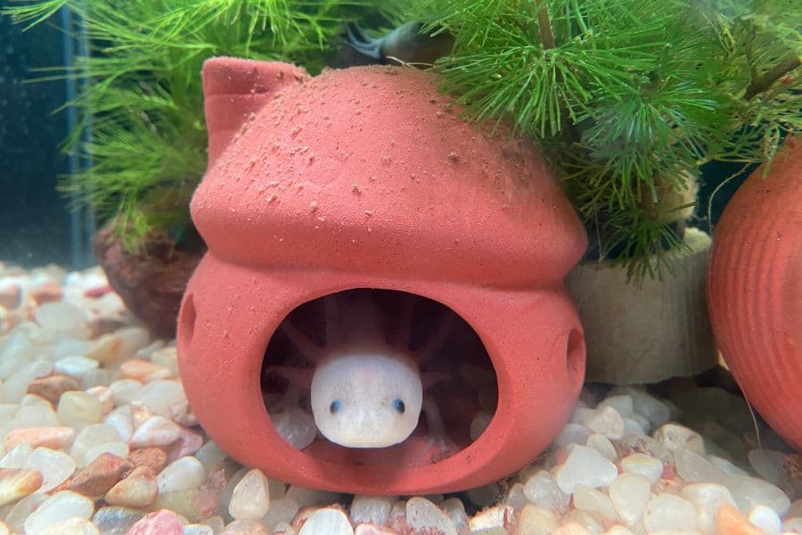 Axolotl Tank