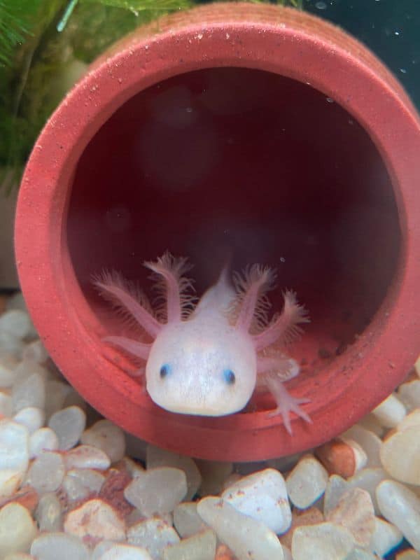 axolotl hideouts